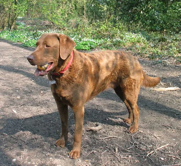Chesapeake Bay Retriever dog