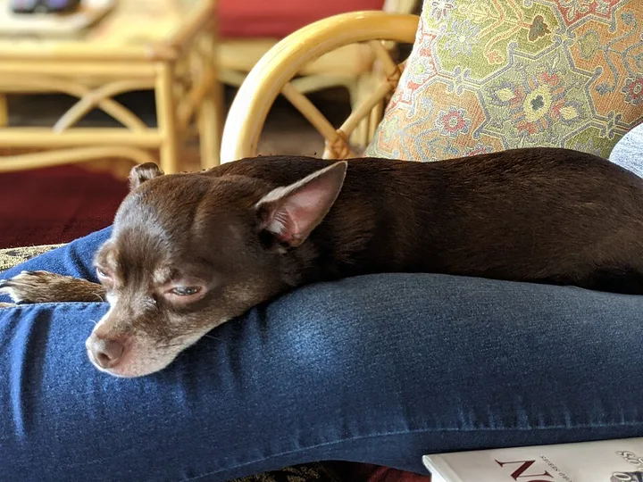 Chihuahua dog