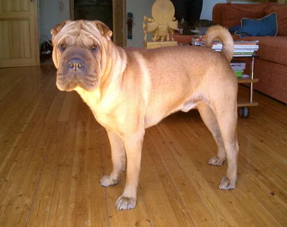 Chinese Shar-Pei dog