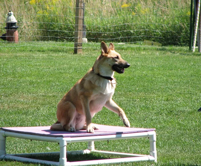 Chinook dog