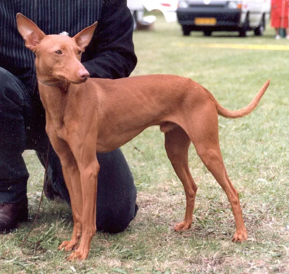 Cirneco dell’Etna dog