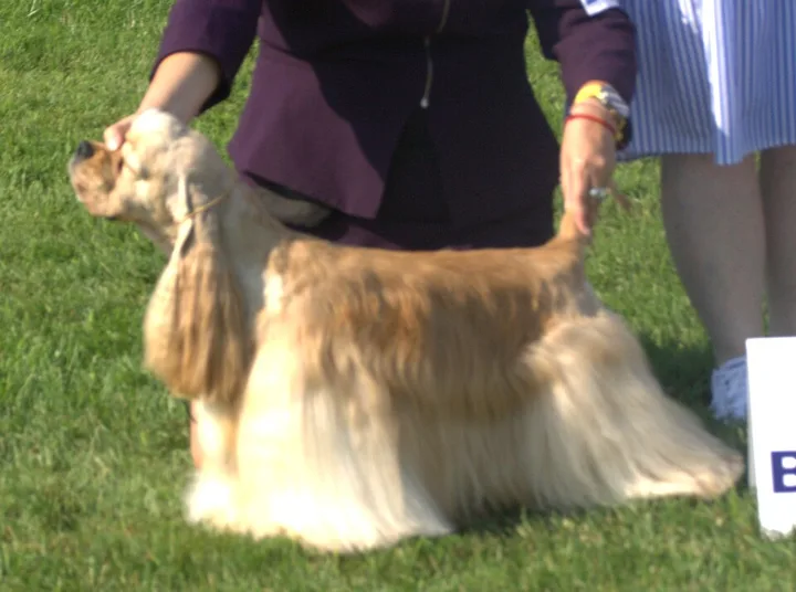 Cocker Spaniel dog