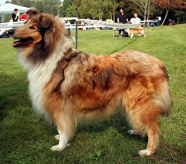 Collie dog