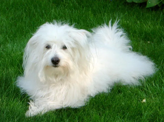 Coton de Tulear dog