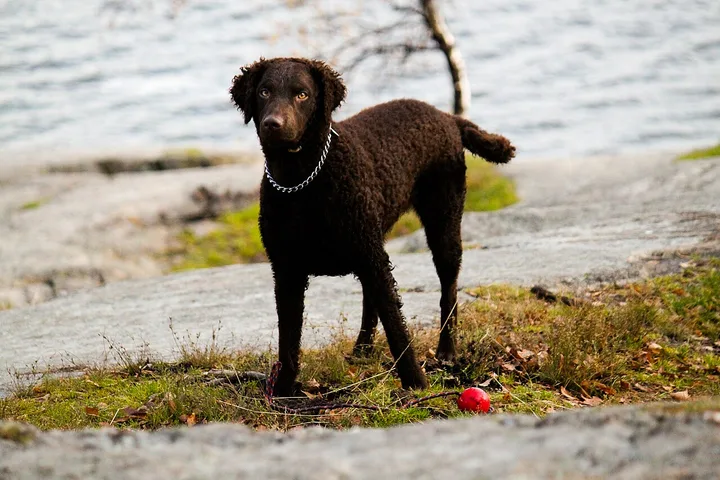 Curly-Coated Retriever dog