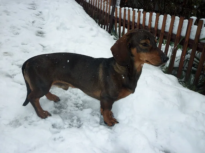 Dachshund dog