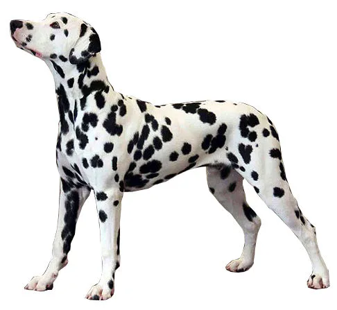 Dalmatian dog