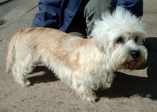 Dandie Dinmont Terrier dog