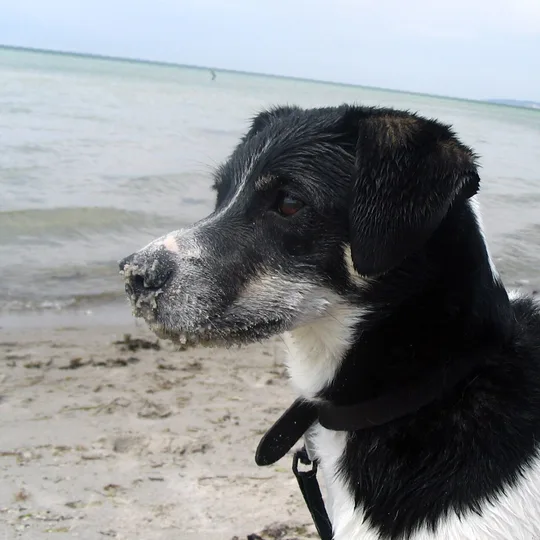 Danish-Swedish Farmdog dog