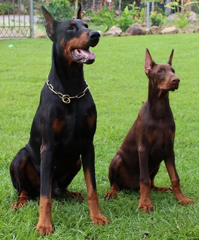 Doberman Pinscher dog