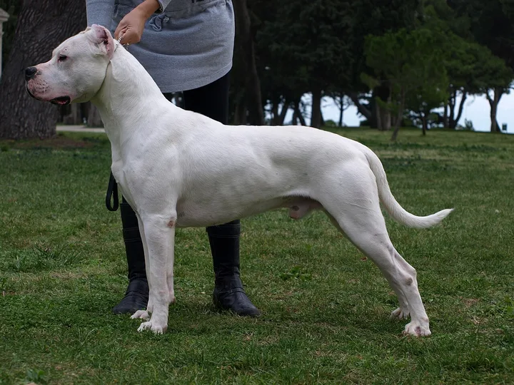 Dogo Argentino dog