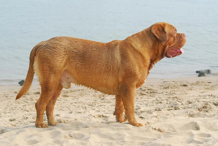 Dogue de Bordeaux dog