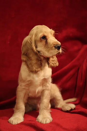 English Cocker Spaniel dog