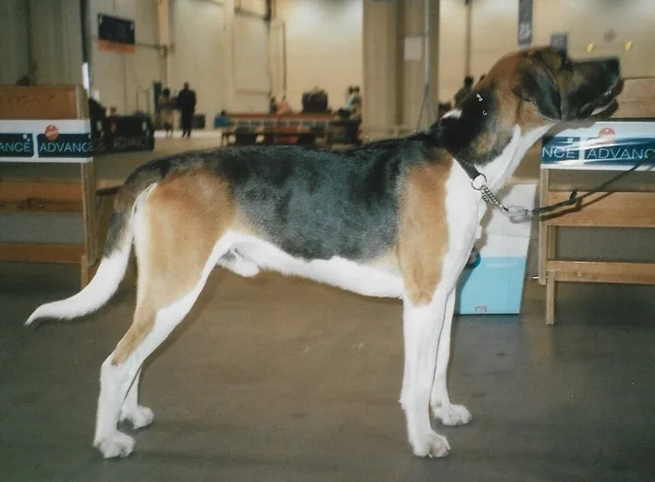 English Foxhound dog