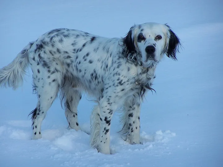 English Setter dog