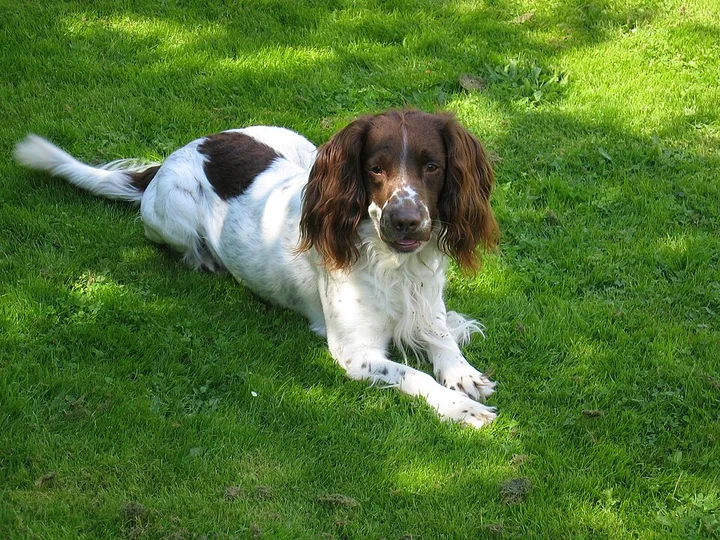 English Springer Spaniel dog