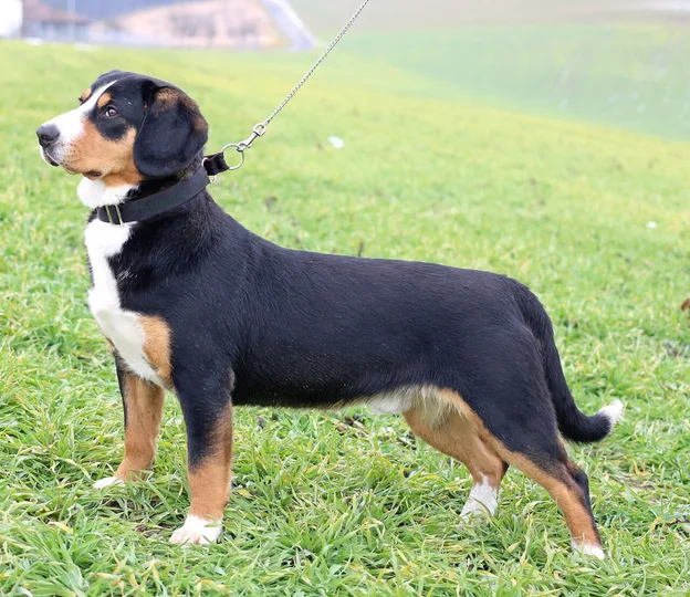 Entlebucher Mountain Dog dog
