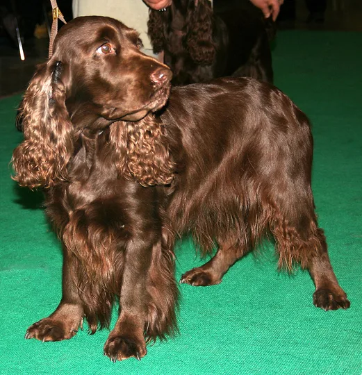 Field Spaniel dog