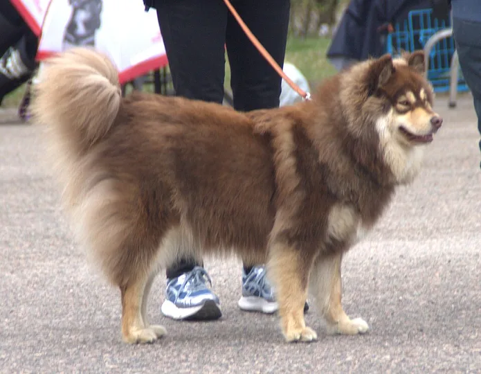 Finnish Lapphund dog