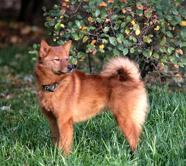Finnish Spitz dog