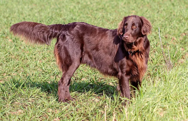 Flat-Coated Retriever dog