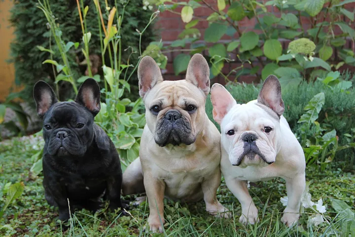 French Bulldog dog