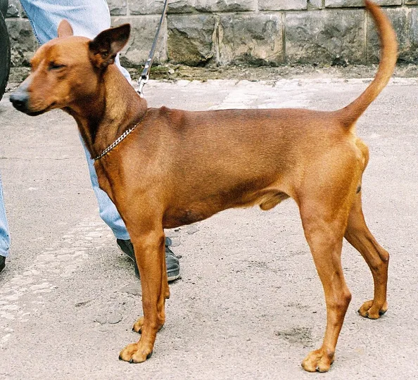 German Pinscher dog