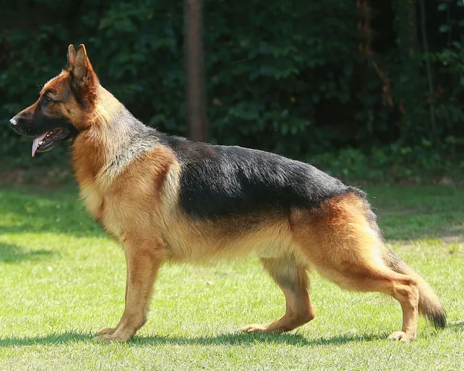 German Shepherd Dog dog