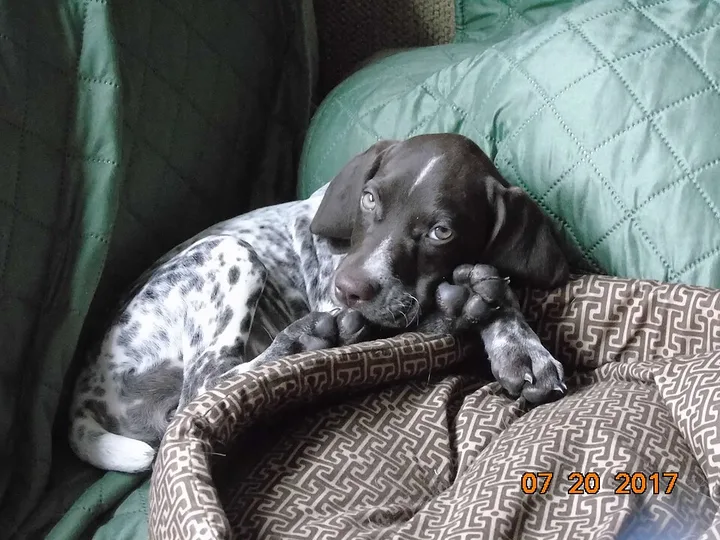 German Shorthaired Pointer dog