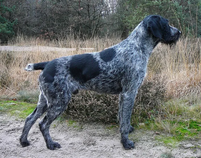 German Wirehaired Pointer dog