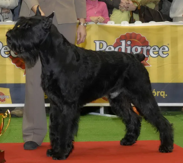 Giant Schnauzer dog