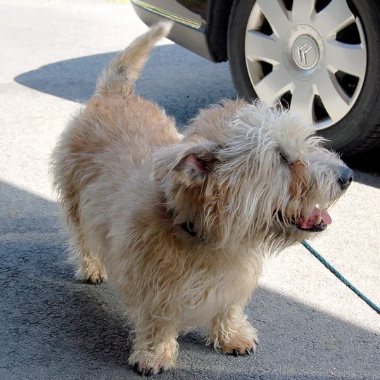 Glen of Imaal Terrier dog