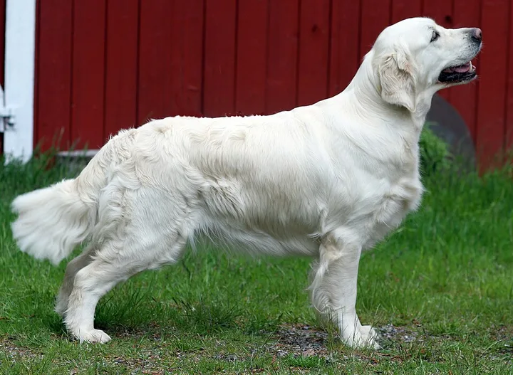 Golden Retriever dog