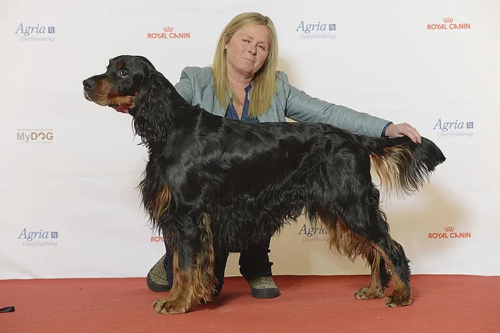 Gordon Setter dog