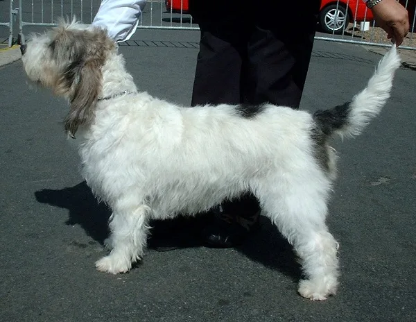 Grand Basset Griffon Vendeen dog