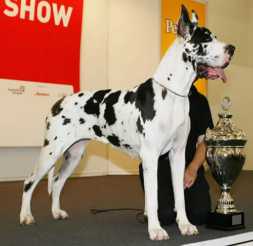 Great Dane dog