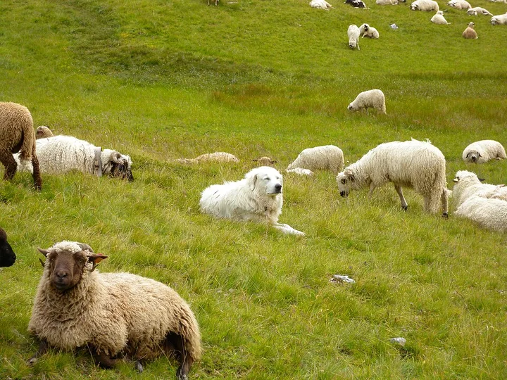 Great Pyrenees dog