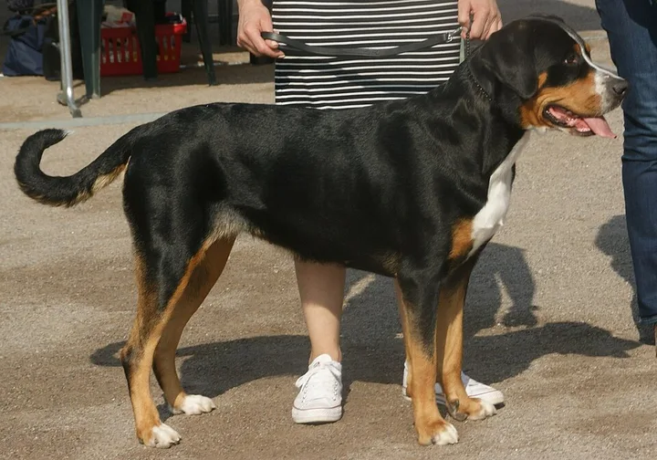 Greater Swiss Mountain Dog dog