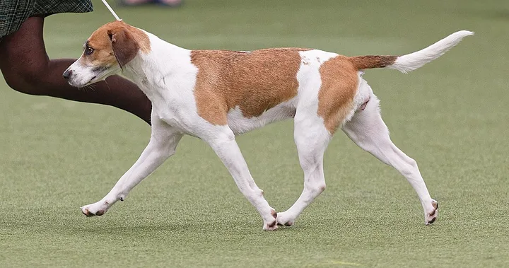 Harrier dog