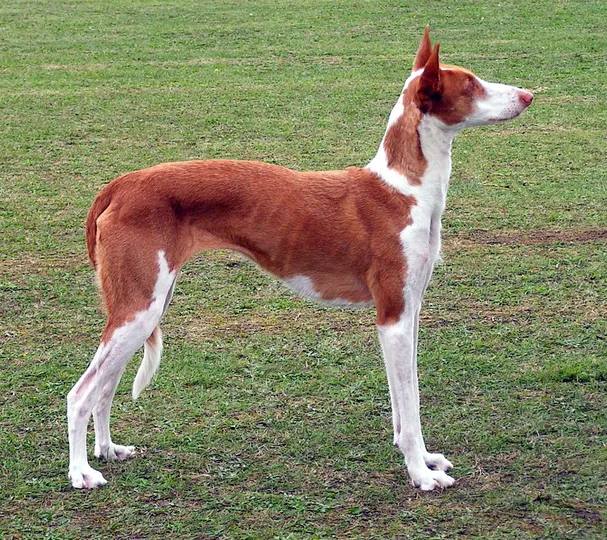 Ibizan Hound dog