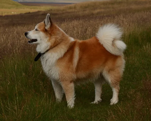 Icelandic Sheepdog dog