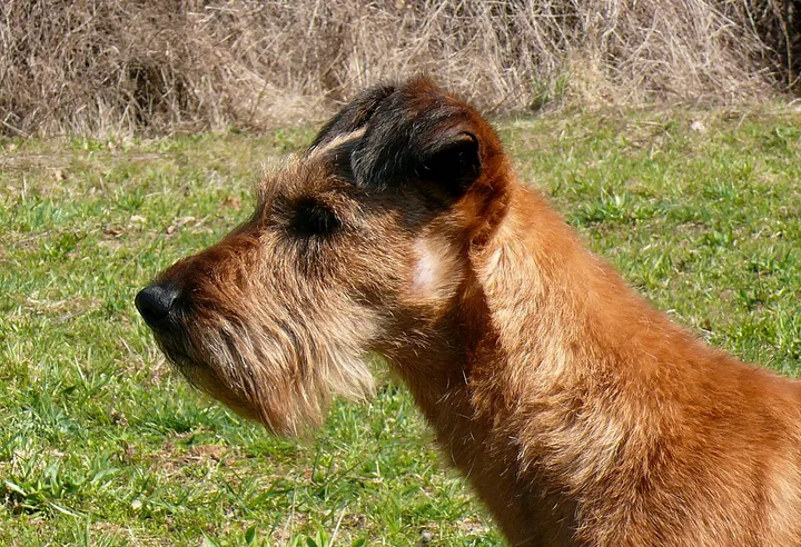 Irish Terrier dog