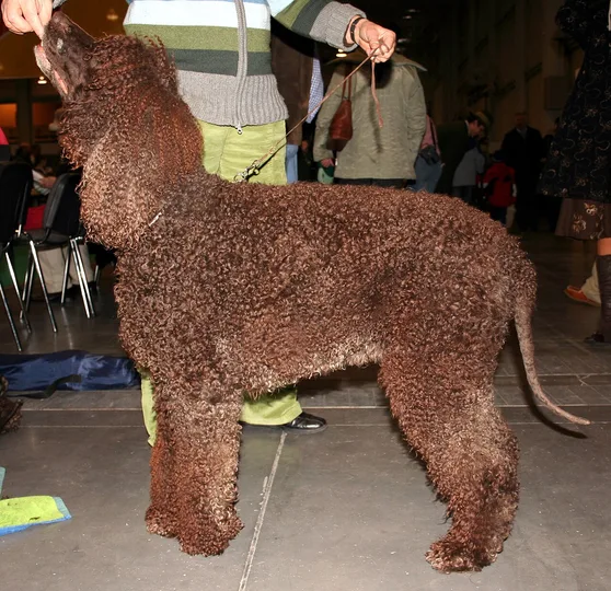 Irish Water Spaniel dog