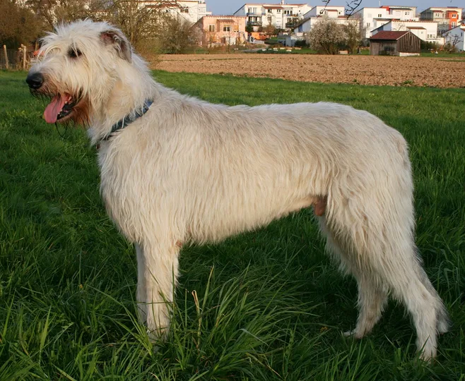 Irish Wolfhound dog