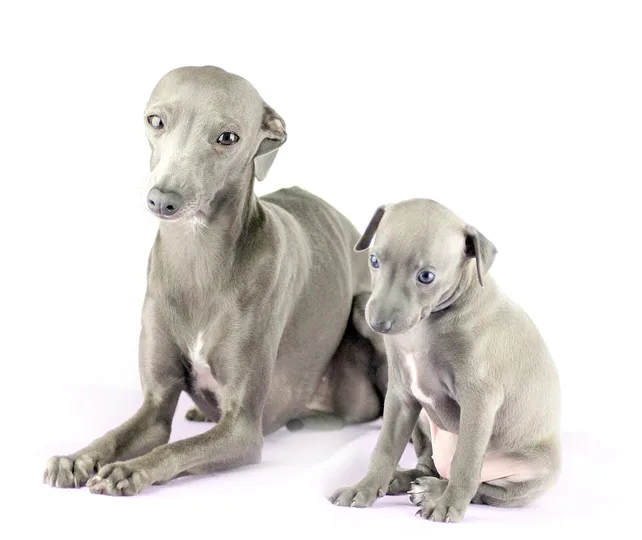 Italian Greyhound dog