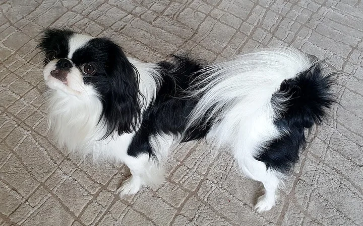 Japanese Chin dog