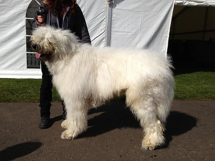 Komondor dog