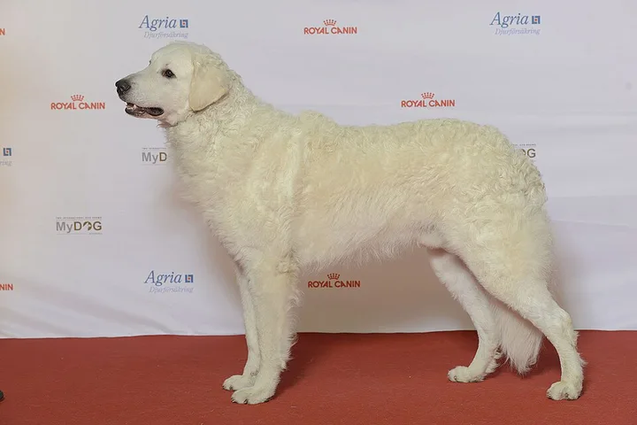 Kuvasz dog