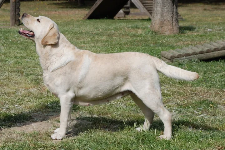 Labrador Retriever dog