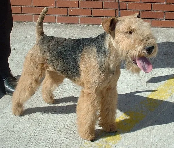 Lakeland Terrier dog